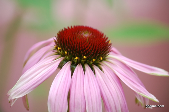 Gdonna's blooming Garden